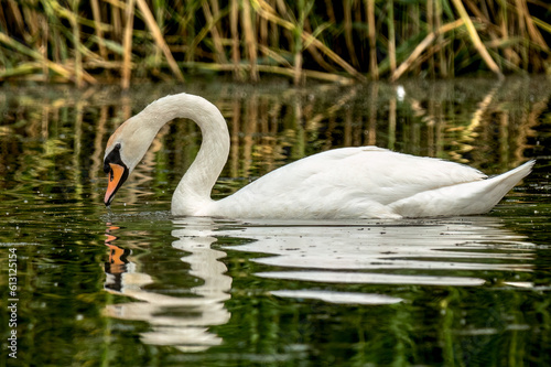 -Mute swan swimming in the lake and looking under the water