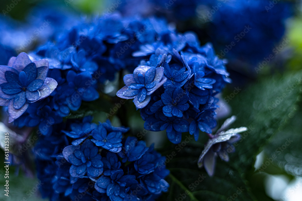 Blue Hydrangea Hydrangea macrophylla or Hortensia flower with dew in slight color variations ranging from blue to purple. Shallow depth of field for soft dreamy feel. Blue Hydrangea Hydrangea macrophylla or Hortensia flower with dew in slight color variations ranging from blue to purple. Shallow depth of field for soft dreamy feel.
