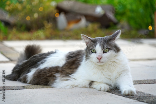 Nahaufnahme einer Norwegischen Waldkatze mit weißem und grauem Pelz, die auf einer Terrasse liegt