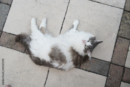 AufNahme von oben von einer Norwegischen Waldkatze mit weißem und grauem Pelz, die in die Kamera schaut