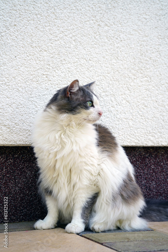 Nahaufnahme einer Norwegischen Waldkatze mit weißem und grauem Pelz vor einer Wand sitzend