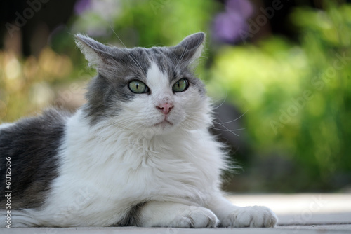 Portrait einer Norwegischen Waldkatze mit weißem und grauem Pelz  