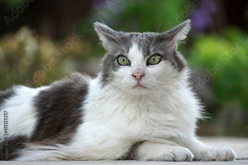 Ein Close-Up von einer Norwegischen Waldkatze mit weißem und grauem Pelz im Garten 