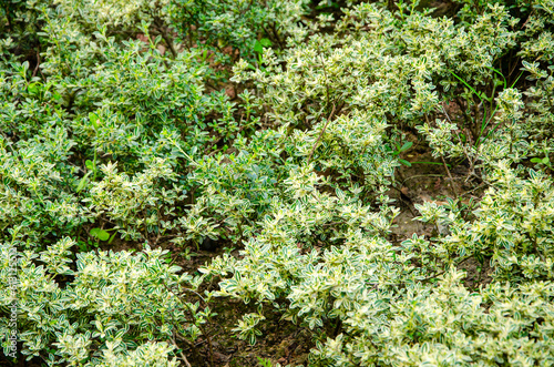 Serissa japonica is a small shrub of the white horse bone genus of the Rubiaceae family with yellow-green leaves and small white or reddish flowers, which is a shrub common in China. photo
