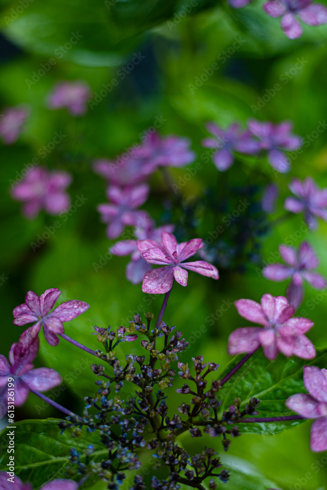 Obraz premium Blue and pink flowers of hydrangea close-up. Natural hydrangea flowers background, shallow DOF.