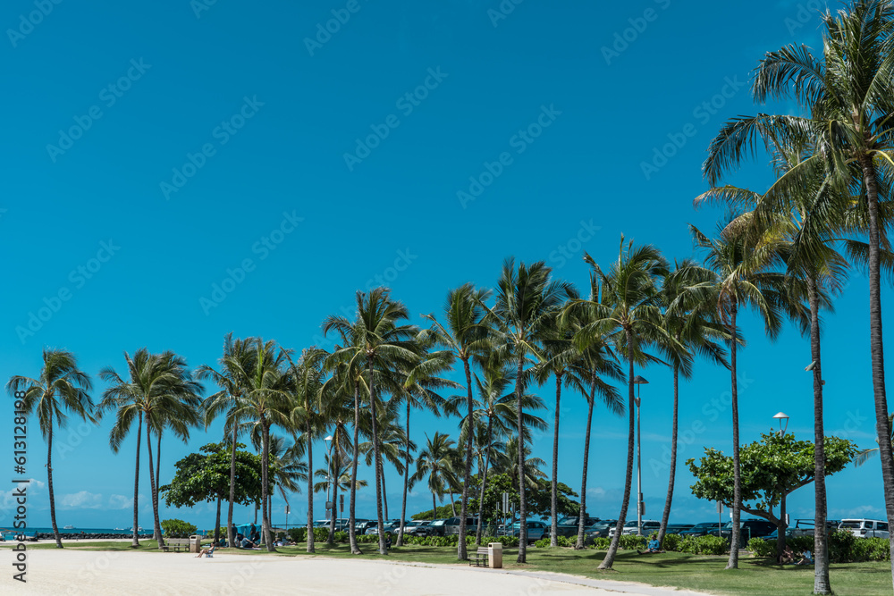 Palm trees at Duke Kahanamoku Lagoon, Waikiki, Honolulu, Oahu, Hawaii. The coconut tree (Cocos nucifera) is a member of the palm tree family (Arecaceae) and the only living species of the genus Cocos.