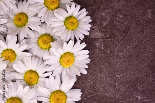 White daisies on a gray textural background.Copy space. 