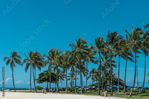 Palm trees at Duke Kahanamoku Lagoon, Waikiki, Honolulu, Oahu, Hawaii. The coconut tree (Cocos nucifera) is a member of the palm tree family (Arecaceae) and the only living species of the genus Cocos.
