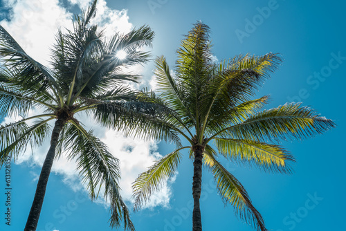 Palm trees at Duke Kahanamoku Lagoon  Waikiki  Honolulu  Oahu  Hawaii. The coconut tree  Cocos nucifera  is a member of the palm tree family  Arecaceae  and the only living species of the genus Cocos.