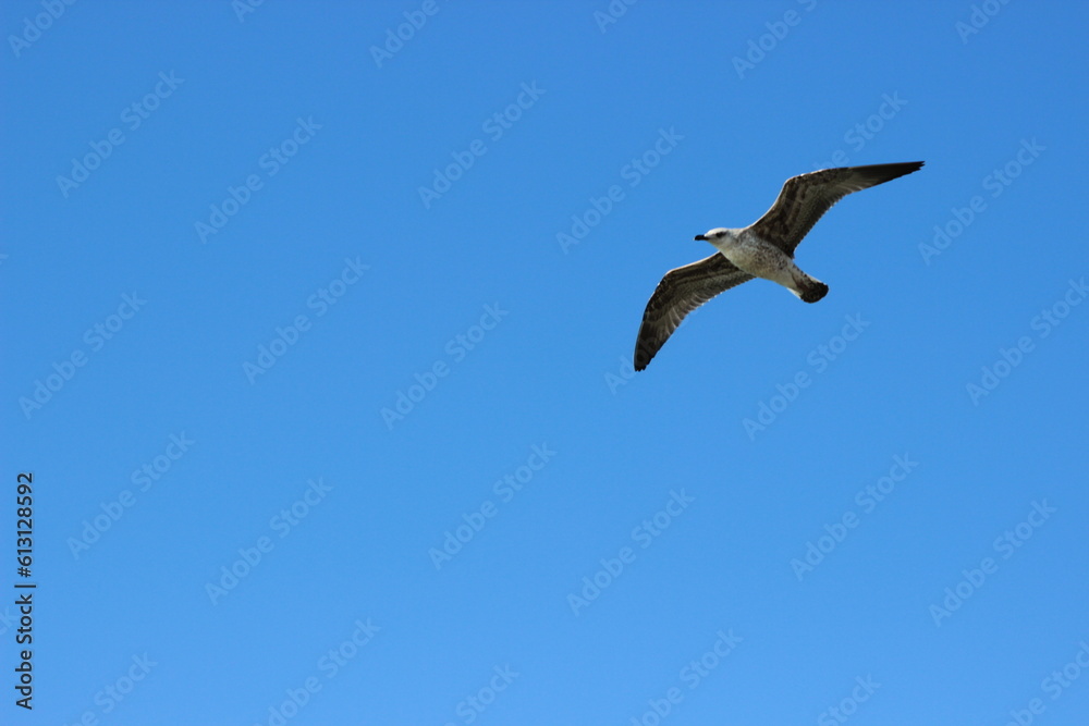 Fototapeta premium Flying seagull with blue sky background