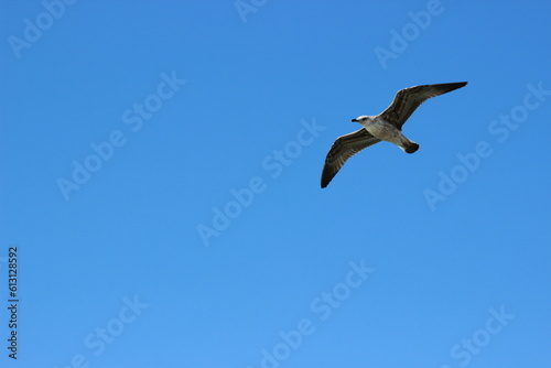 Flying seagull with blue sky background