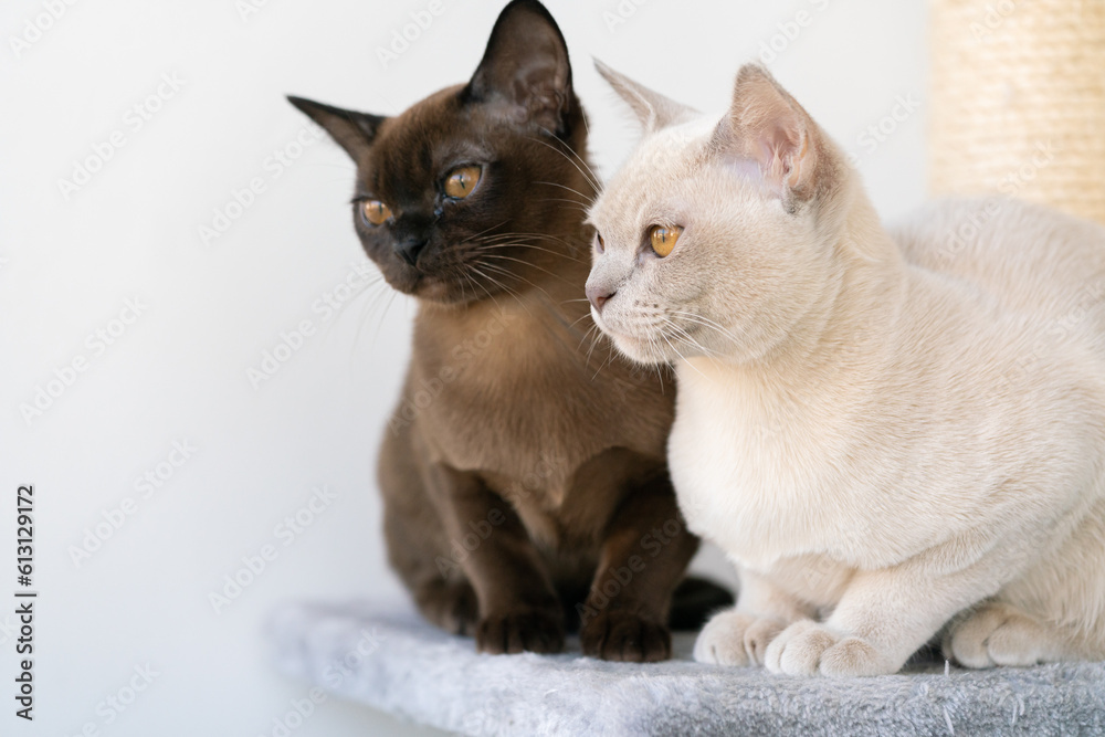 two Burmese kittens, beige and brown, are sitting on a shelf