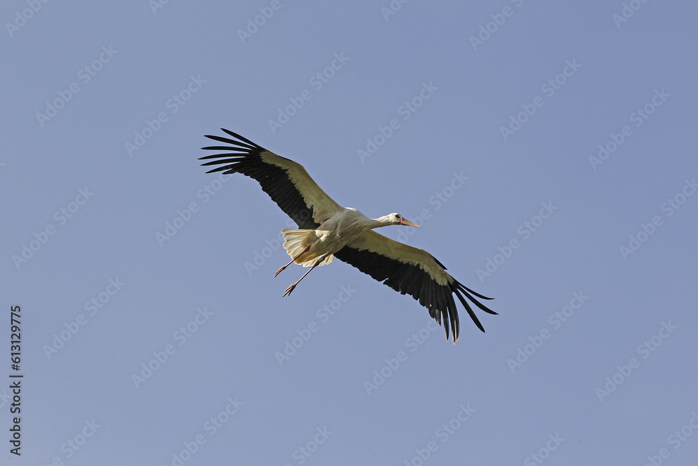 White Stork, ciconia ciconia, Adult in flight, Alsace in France White Stork, ciconia ciconia, Adult in flight, Alsace in France