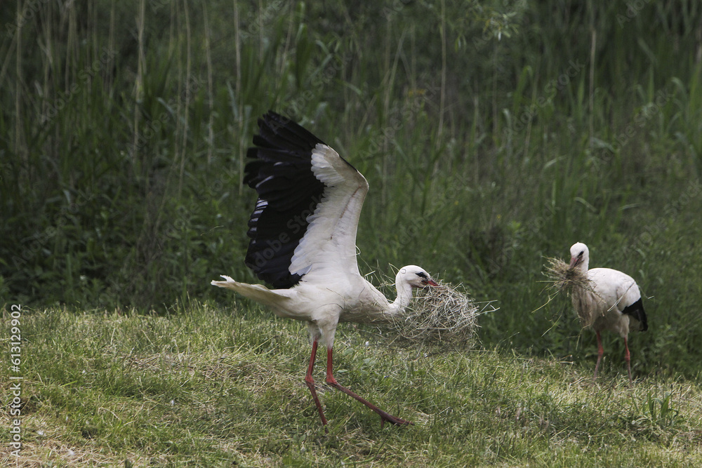 White Stork, ciconia ciconia, Adult in Flight, Carrying Nesting Materiel in Beak, Alsace in France