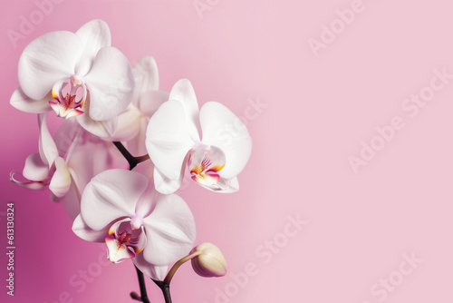 Beautiful natural white orchid flowers on pink a background, Generative AI, generative artificial intelligence © Mari