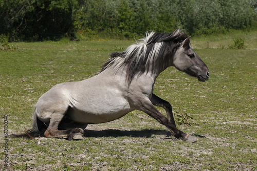 Tarpan Horse  equus caballus gmelini