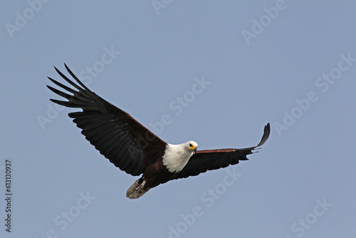 African Fish-Eagle  haliaeetus vocifer  Adult in flight  Chobe Park  Okavango Delta in Botswana