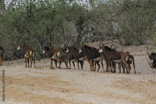 Sable Antelope, hippotragus niger, Herd at Chobe Park, Okavango Delta in Botswana photo