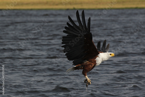 African Fish-Eagle, haliaeetus vocifer, Adult in flight, Fishing at Chobe River, Okavango Delta in Botswana