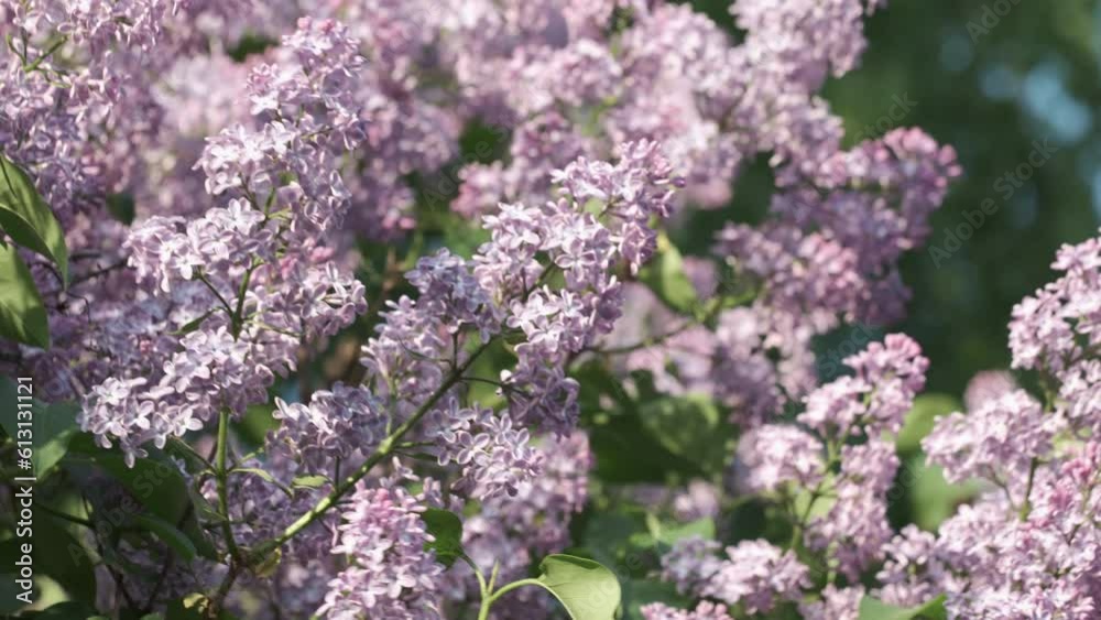 Flowering lilac trees in the spring. Selective focus. spring background Flowering lilac trees in the spring. Selective focus. spring background