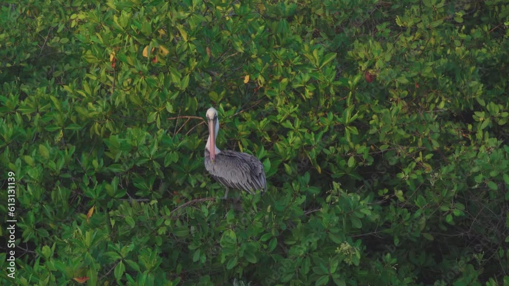brown pelican wags feathers and wings in Galapagos Islands vegetation, Ecuador brown pelican wags feathers and wings in Galapagos Islands vegetation, Ecuador