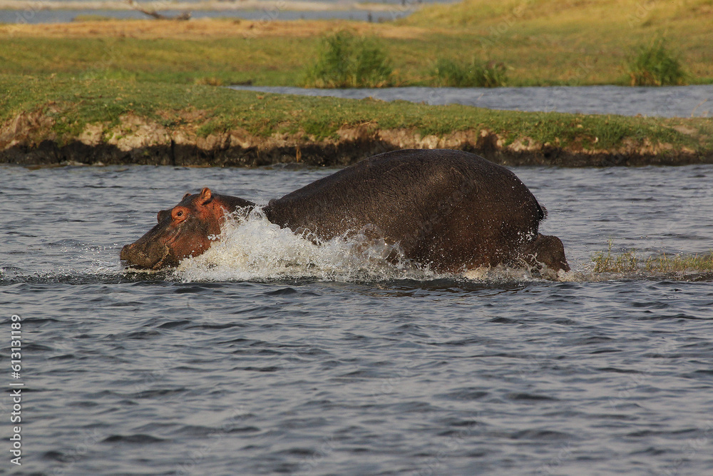 Fototapeta premium Hippopotamus, hippopotamus amphibius, Adult in Chobe River, Okavango Delta in Botswana