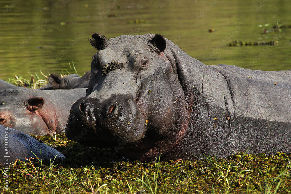 Hippopotamus, hippopotamus amphibius, Group standing in Water, Khwai River, Moremi Reserve, Okavango Delta in Botswana Hippopotamus, hippopotamus amphibius, Group standing in Water, Khwai River, Moremi Reserve, Okavango Delta in Botswana