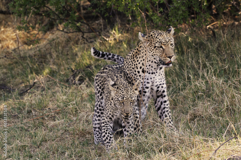 Leopard, panthera pardus, Mother and Cub, Moremi Reserve, Okavango Delta in Botswana Leopard, panthera pardus, Mother and Cub, Moremi Reserve, Okavango Delta in Botswana