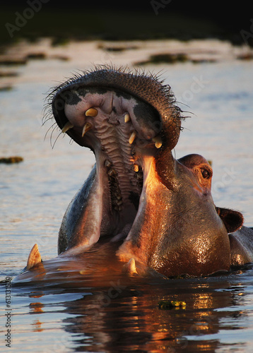 Hippopotamus, hippopotamus amphibius, Adult with Mouth wide open, Threat display, Khwai River, Moremi Reserve, Okavango Delta in Botswana