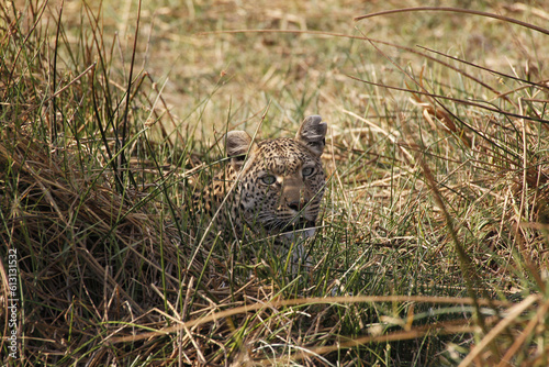 Leopard, panthera pardus, Adult camouflaged, Moremi Reserve, Okavango Delta in Botswana