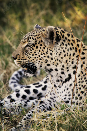 Leopard  panthera pardus  Adult laying  Moremi Reserve  Okavango Delta in Botswana