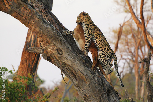 Leopard  panthera pardus  Adult standing in Tree  with a Kill  Moremi Reserve  Okavango Delta in Botswana