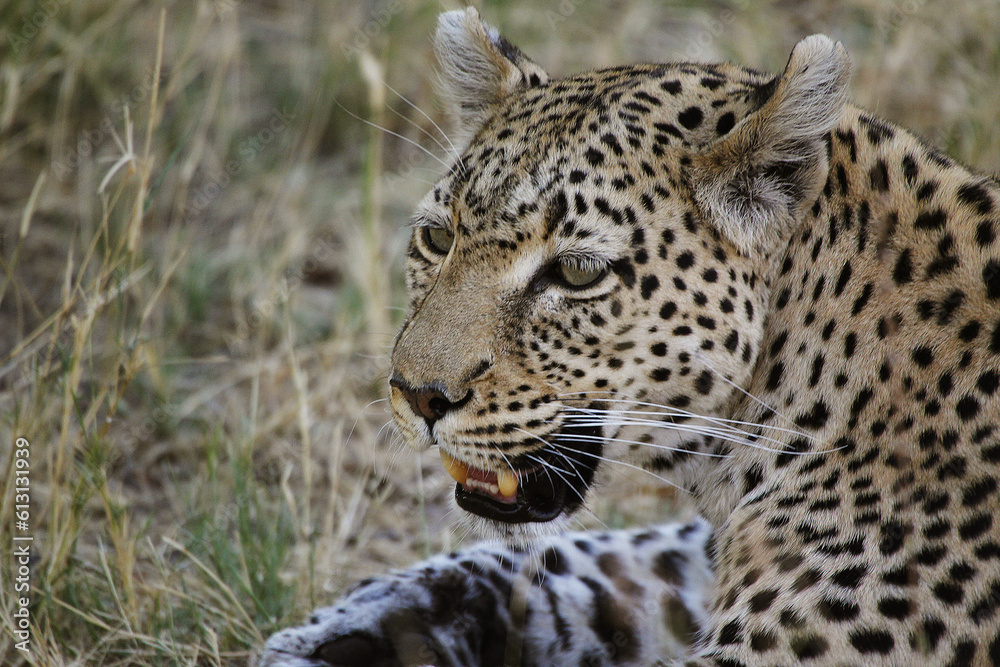Leopard, panthera pardus, Portrait of Adult, Moremi Reserve, Okavango Delta in Botswana Leopard, panthera pardus, Portrait of Adult, Moremi Reserve, Okavango Delta in Botswana