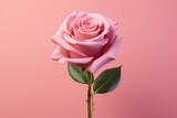 Pink rose on pink background, beautiful valentines rose on pink studio backdrop