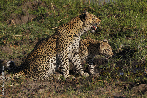 Leopard, panthera pardus, Mother and Cub, Snarling, Moremi Reserve, Okavango Delta in Botswana