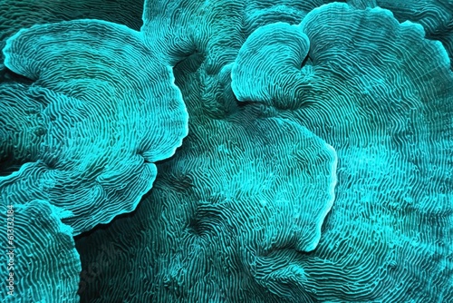 Vászonkép Organic texture of  Elephant skin hard coral (Pachyseris speciosa) as an abstrac