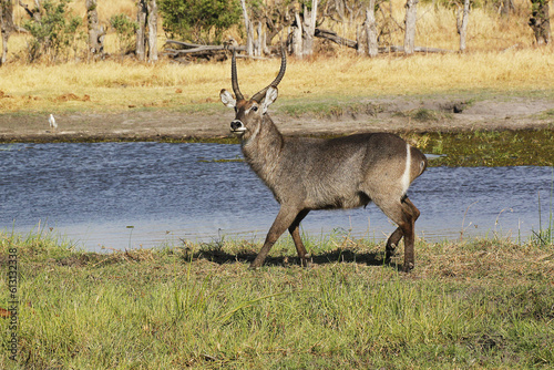 Common Waterbuck  kobus ellipsiprymnus  Male near Khwai River  Moremi Reserve  Okavango Delta in Botswana