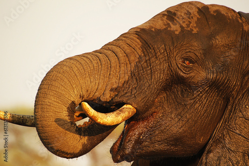 African Elephant  loxodonta africana  Close up of Head with Tusks and Trump  Near Chobe River  Botswana