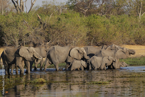 African Elephant, loxodonta africana, Herd standing in Water, Khwai River, Moremi Reserve, Okavango Delta in Botswana