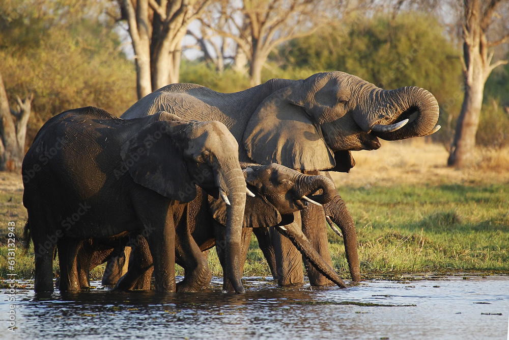 Fototapeta premium African Elephant, loxodonta africana, Group drinking Water at Khwai River, Moremi Reserve, Okavango Delta in Botswana