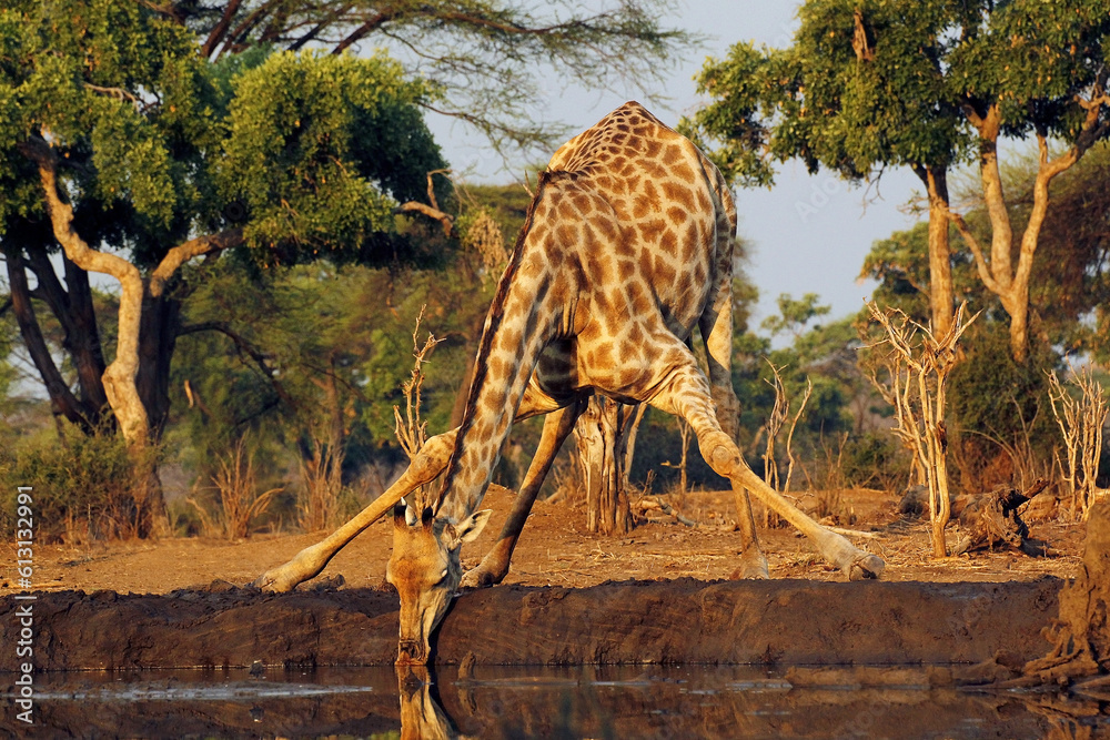 South African Giraffe, giraffa camelopardalis giraffa, Adult drinking at Water Hole, Near Chobe River, Botswana