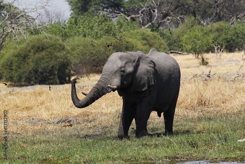 African Elephant  loxodonta africana  having Water and Mud Bath  Moremi Reserve  Okavango Delta in Botswana