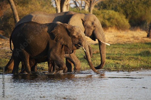African Elephant  loxodonta africana  Group standing in Water  Khwai River  Moremi Reserve  Okavango Delta in Botswana