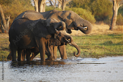 African Elephant  loxodonta africana  Group drinking Water at Khwai River  Moremi Reserve  Okavango Delta in Botswana
