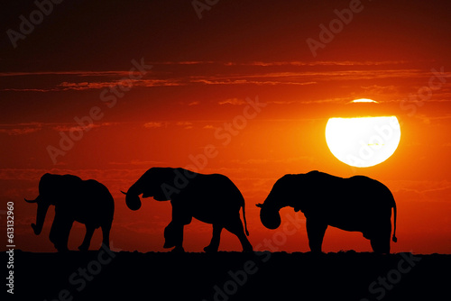 African Elephant  loxodonta africana  Group at Sunset  Moremi Reserve  Okavango Delta in Botswana