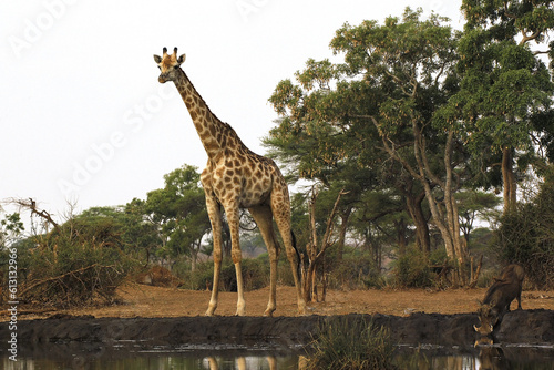 South African Giraffe  giraffa camelopardalis giraffa  Adult at Water Hole with Warthog  Near Chobe River  Botswana