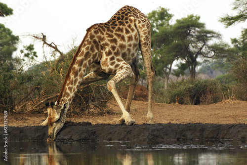 South African Giraffe, giraffa camelopardalis giraffa, Adult drinking at Water Hole, Near Chobe River, Botswana