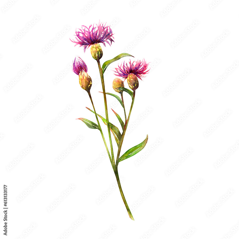 Meadow wildflowers hand-drawn watercolor illustration of delicate flowers on white isolated background. Cornflower of the field for textile or logo. Flower drawing for designs and invitations Meadow wildflowers hand-drawn watercolor illustration of delicate flowers on white isolated background. Cornflower of the field for textile or logo. Flower drawing for designs and invitations