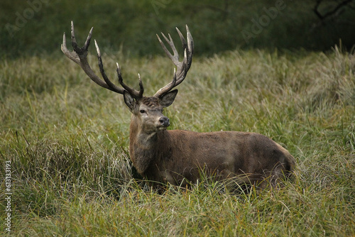 Red Deer, cervus elaphus, Stag, Sweden