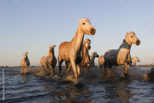 Fototapeta Naklejka Na Ścianę i Meble -  Camargue Horse, Herd in Swamp, Saintes Marie de la Mer in The South of France